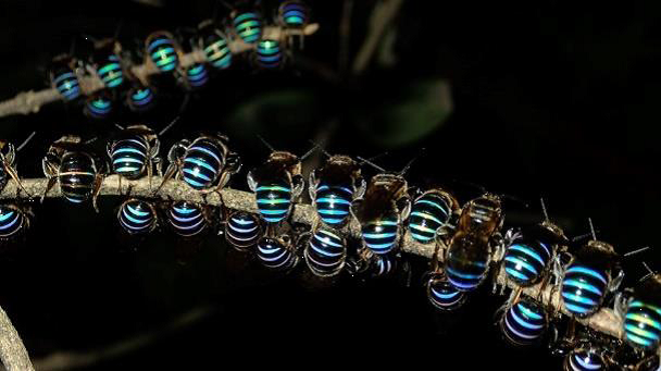 2019/05/19 Sweat bee roost│Photo by張運生