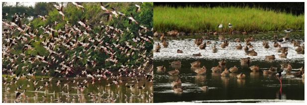 圖5金城湖鳥況