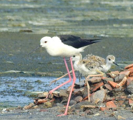 Bird watching station commentary- Black-winged Stilt nursery