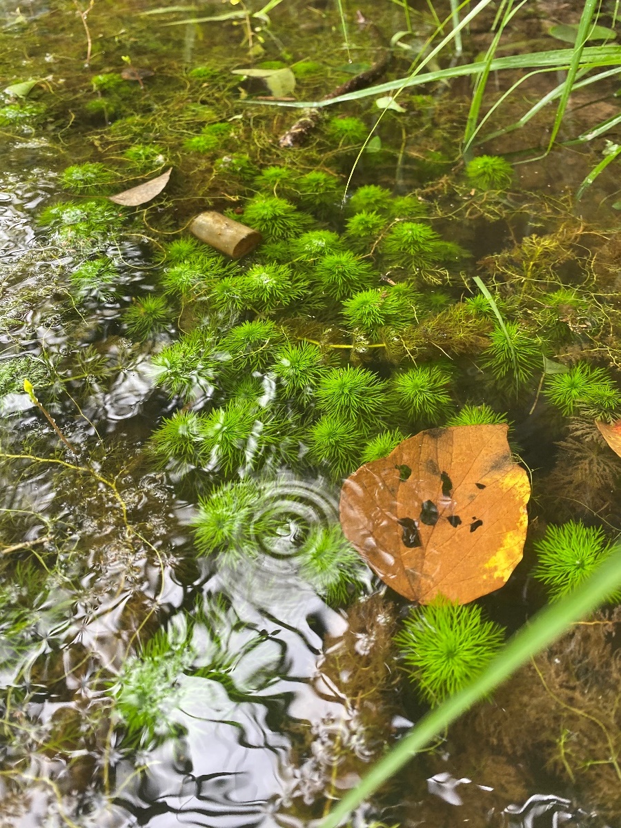 石龍尾(照片來源：109-110年度雙連埤重要濕地（國家級）生態、水質、水文、濕地環境教育及社區參與計畫)