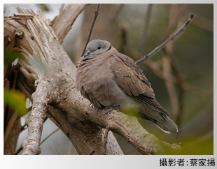 紅鳩