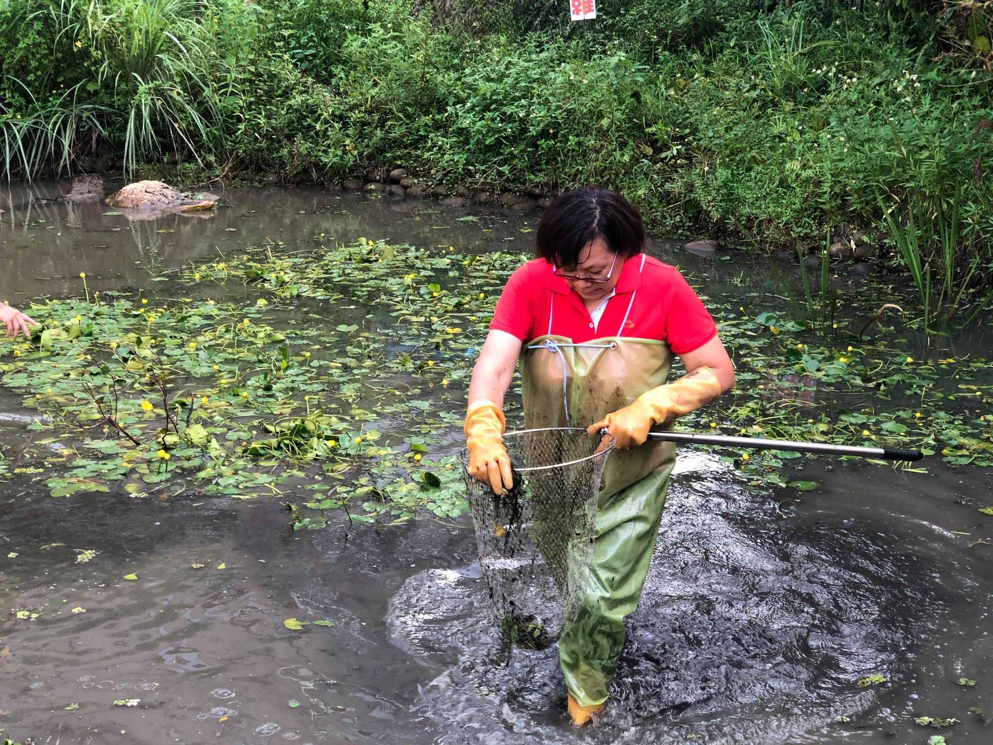 美國螯蝦移除作業