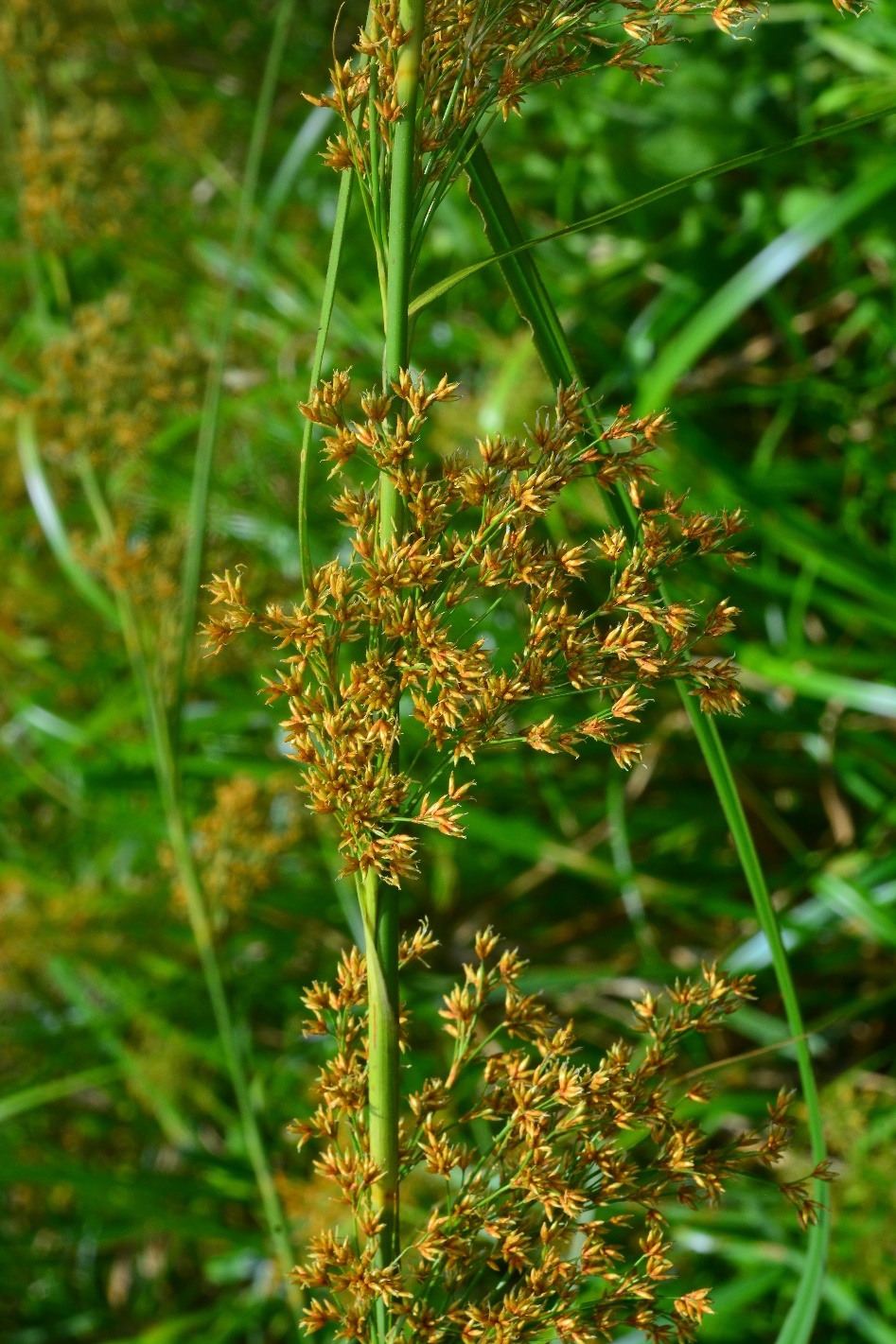 華克拉莎草(照片來源：109-110年度雙連埤重要濕地（國家級）生態、水質、水文、濕地環境教育及社區參與計畫)