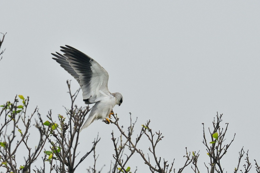 Black-shouldered Kite│Photo by 羅永發