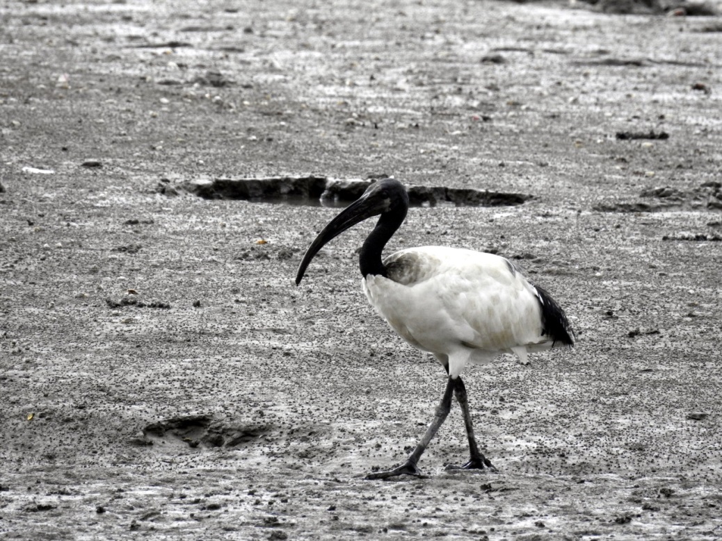 Sacred Ibis│Photo by 李培芬