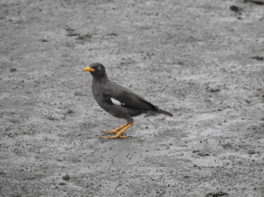 Javan Myna│Photo by 李培芬