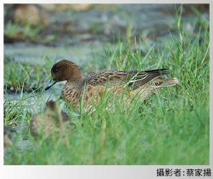 赤頸鴨