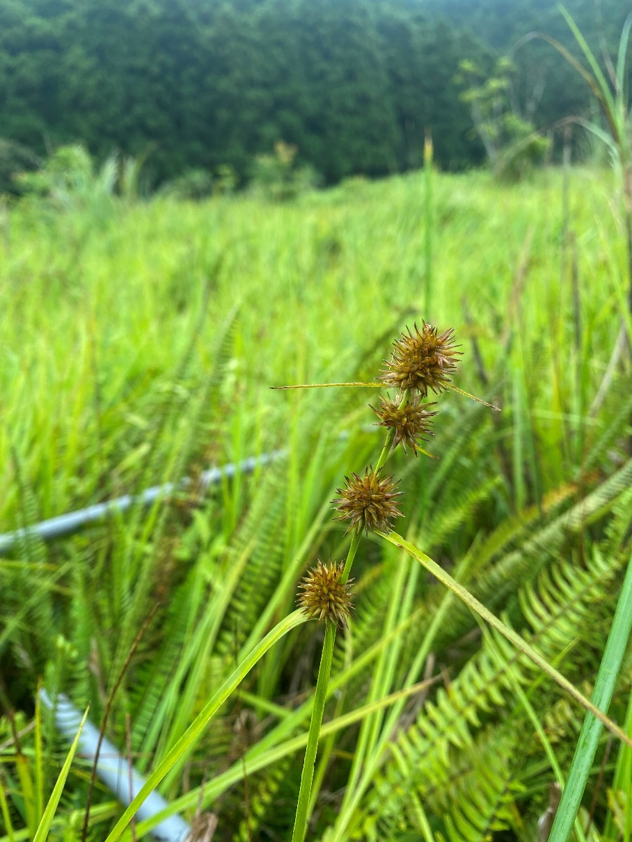 馬來次子莞(照片來源：109-110年度雙連埤重要濕地（國家級）生態、水質、水文、濕地環境教育及社區參與計畫)