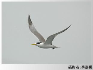 飛翔的鳳頭燕鷗