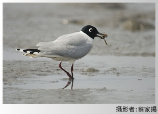 進食中的黑嘴鷗